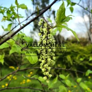 Fleurs en grappe du STACHYURUS chinensis 'Celina'