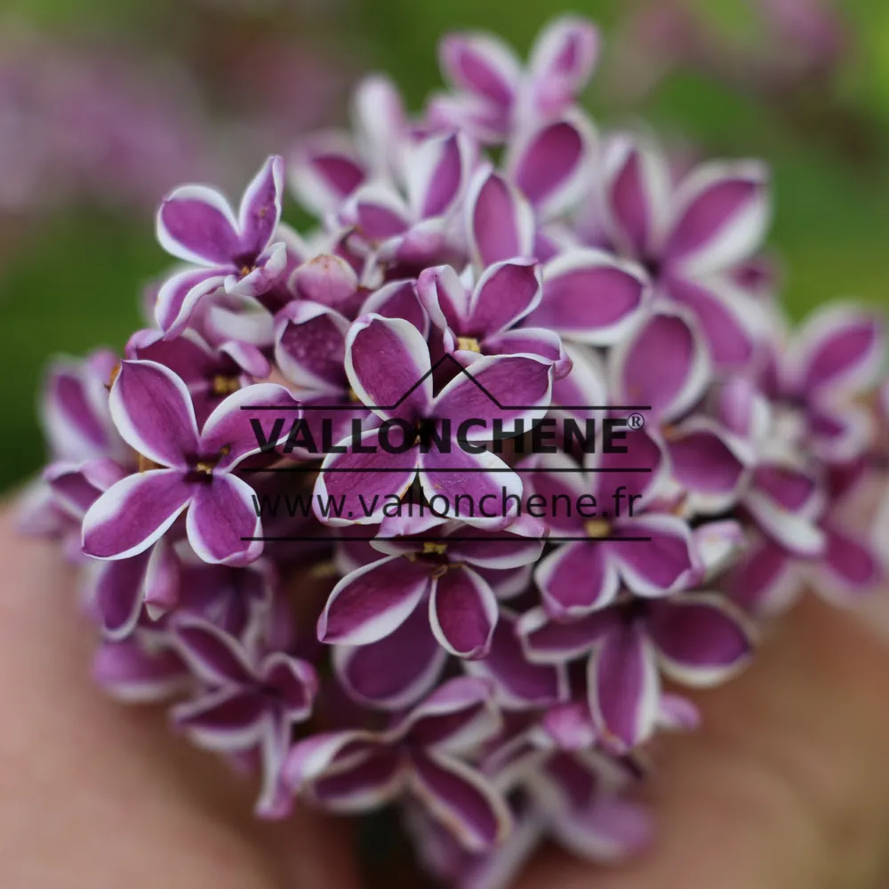 Großaufnahme von purpurfarbenen Blüten mit weißem Rand von SYRINGA vulgaris 'Sensation'