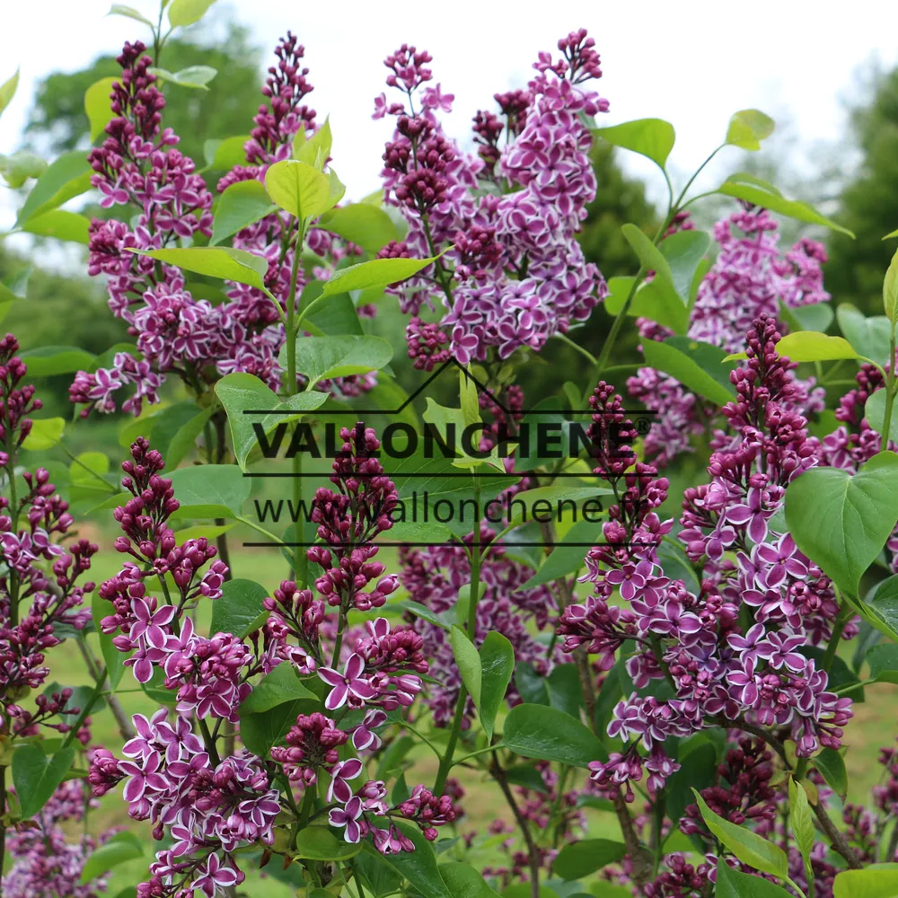 Open flowers and flowers buds of SYRINGA vulgaris 'Sensation'