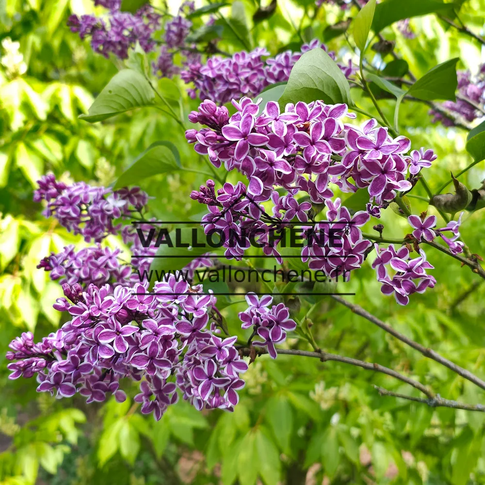 Mauve flowers with white edges of SYRINGA vulgaris 'Sensation'