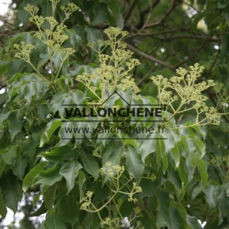 Fleurs débutantes du TETRADIUM daniellii