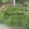 THUYA plicata 'Whipcord' avec son feuillage vert