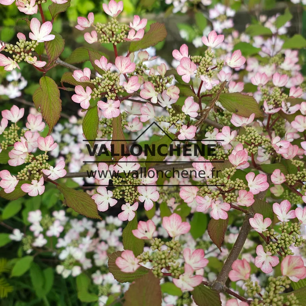 Pink flowers with white center of VIBURNUM plicatum 'Molly Schroeder'