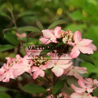 Pink flowers of VIBURNUM plicatum 'Molly Schroeder'