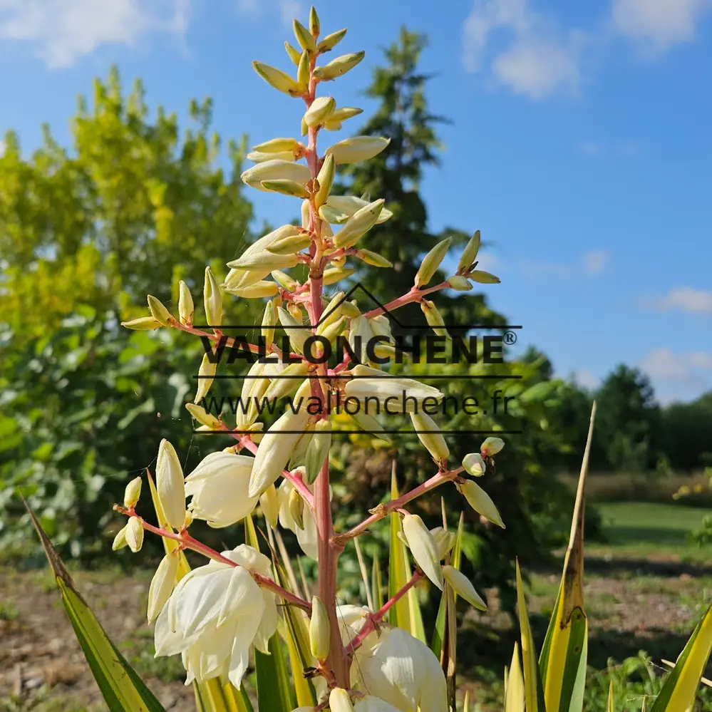 Fleurs de couleur crème du YUCCA filamentosa 'Golden Sword'