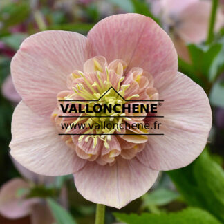 HELLEBORUS x orientalis anemone 'Apricot' (abricot) - hellébore, rose de Noël