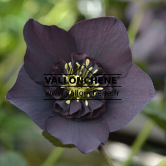 HELLEBORUS x orientalis anemone 'Black' (noir) - hellébore, rose de Noël