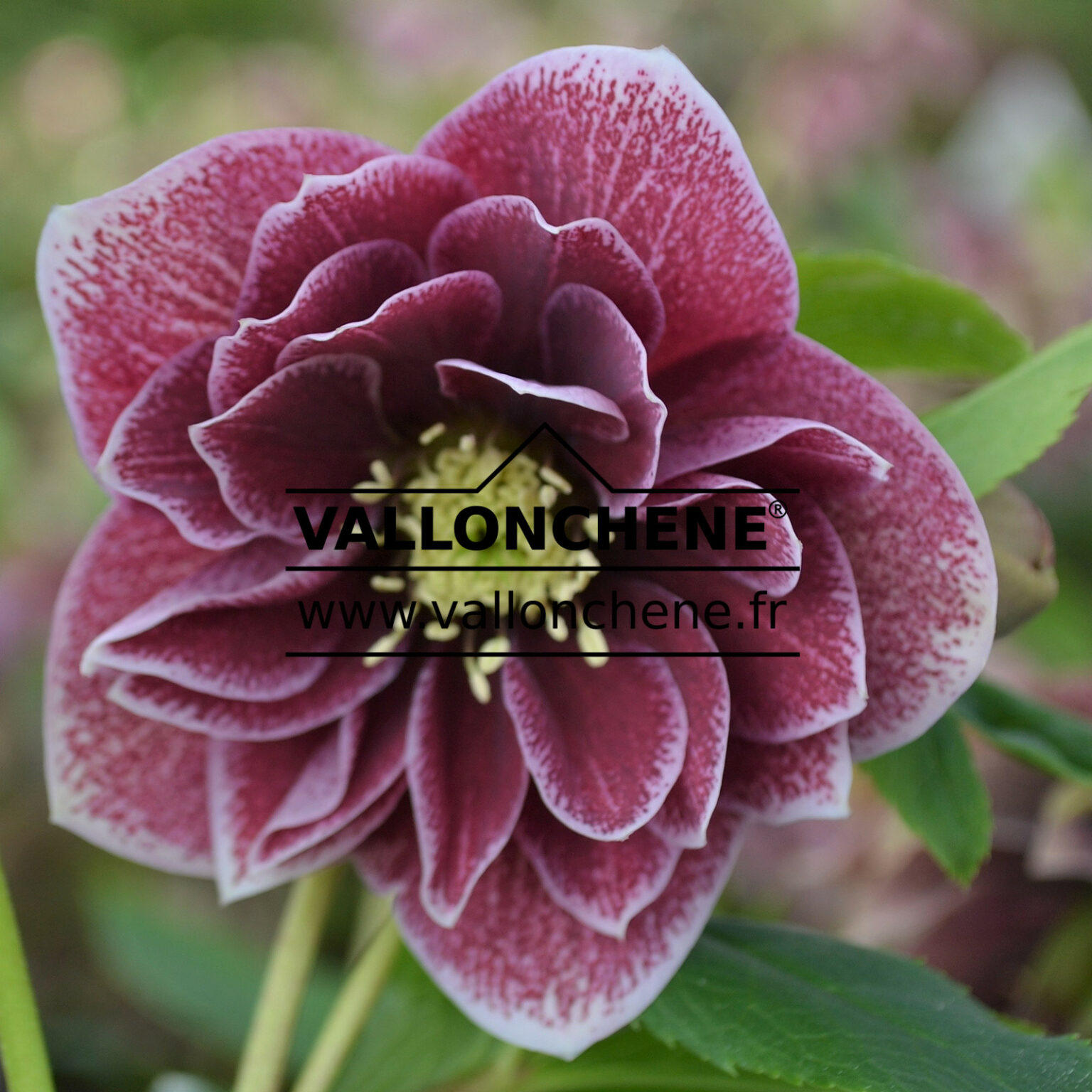 helleborus-x-orientalis-double-aubergine-with-white-edge-double