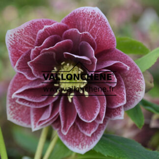 HELLEBORUS x orientalis 'Double Red with White Edge' (double rouge bord blanc) - hellébore, rose de Noël