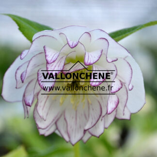 HELLEBORUS x orientalis 'Double white with Purple Edge' (double blanc bord pourpre) - hellébore, rose de Noël