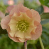 HELLEBORUS x orientalis 'Double Apricot' (double abricot) - hellébore, rose de Noël