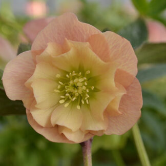 HELLEBORUS x orientalis 'Double Apricot' (double abricot) - hellébore, rose de Noël