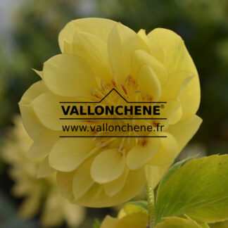 HELLEBORUS x orientalis 'Double Super Yellow' (double très jaune) - hellébore, rose de Noël