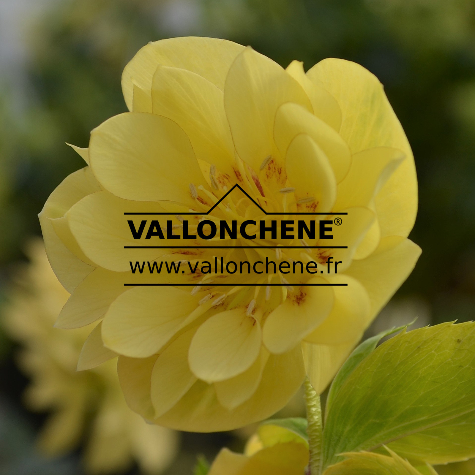 HELLEBORUS x orientalis ‘Double Super Yellow’ (double très jaune) – hellébore, rose de Noël