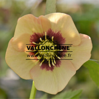 HELLEBORUS x orientalis 'apricot with red center' (abricot au coeur rouge) ( - hellébore, rose de Noël