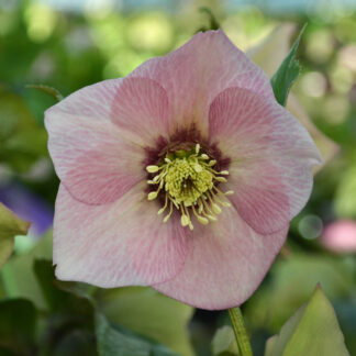 HELLEBORUS x orientalis 'Pink with dark center' (rose avec coeur foncé) - hellébore, rose de Noël
