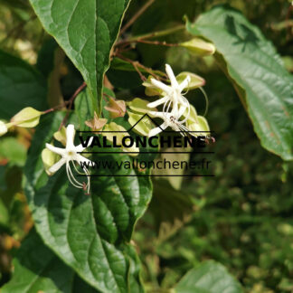 Fleur du CLERODENDRUM trichotomum var. fargesii