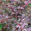 BERBERIS thunbergii f. purpurea ‘Rose Glow’ en Septembre