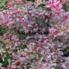 Feuillage de BERBERIS thunbergii f. purpurea ‘Rose Glow’