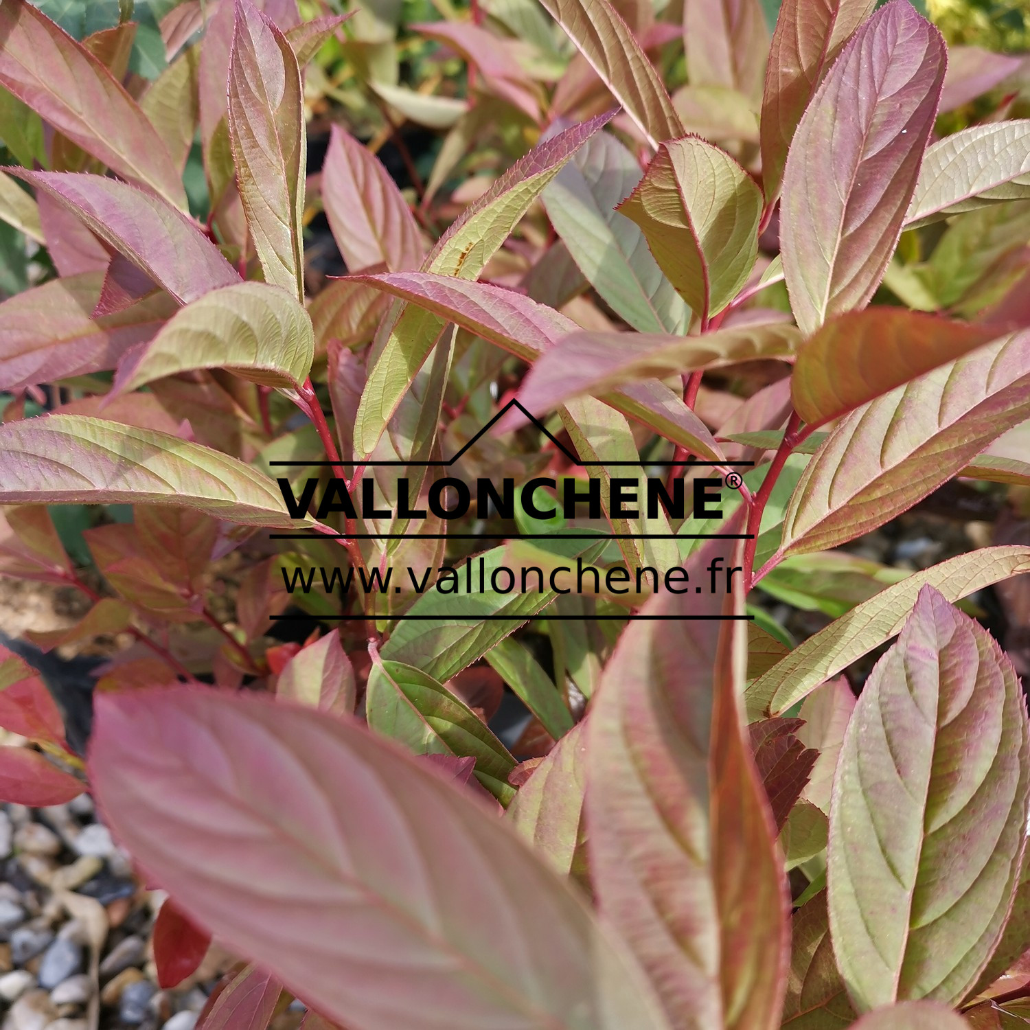 Feuillage du ITEA virginica 'Henry's Garnet'