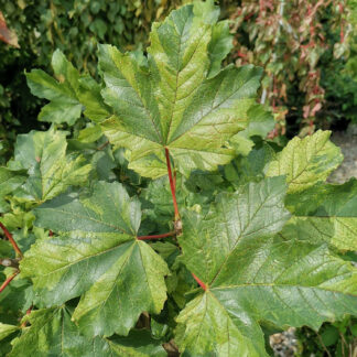 Feuillage du ACER pseudoplatanus 'Hermitage' (R)