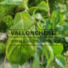 Feuillage de CORNUS kousa var. chinensis ‚Great Star‘