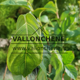 Feuillage de CORNUS kousa var. chinensis 'Great Star'