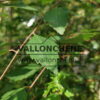 BETULA nigra ‘Summer Cascade’ cov (bouleau noir) BETULA nigra 'Summer Cascade' cov (bouleau noir)