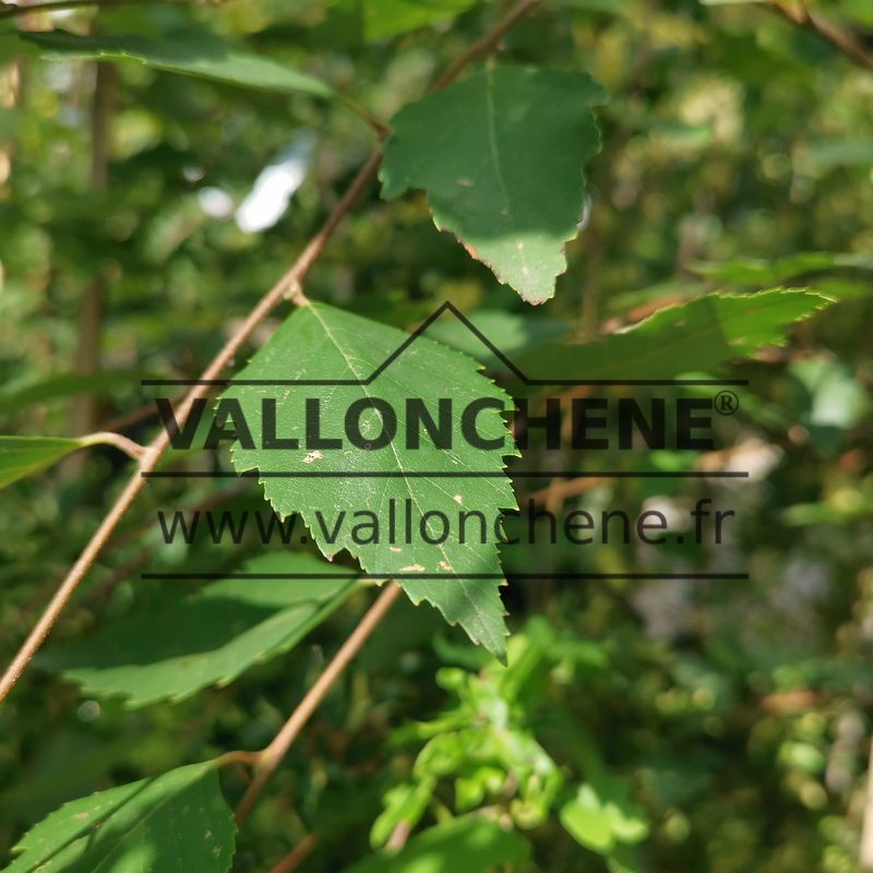 BETULA nigra 'Summer Cascade' cov (bouleau noir)