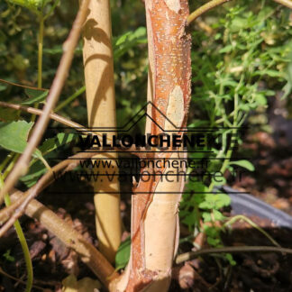 BETULA nigra 'Summer Cascade' cov (bouleau noir)