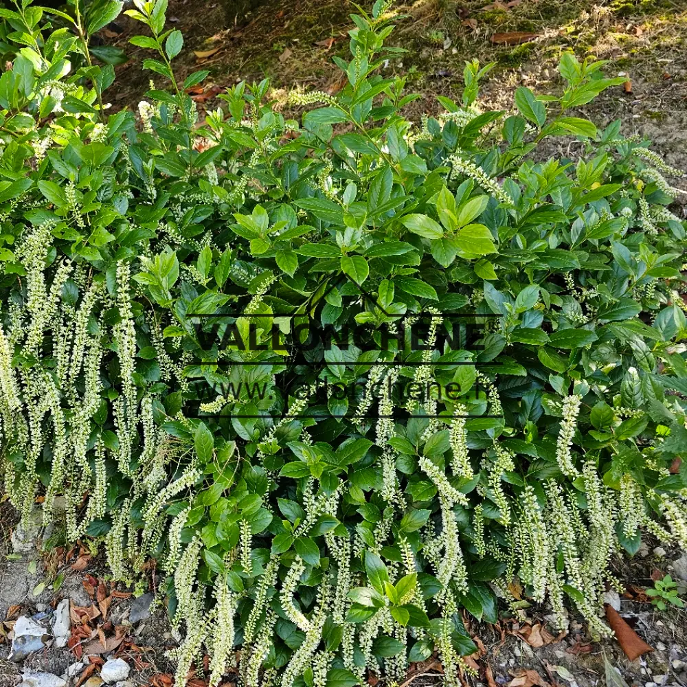 Foliage and white flowers of ITEA virginica 'Henry's Garnet'