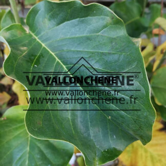 Feuillage du MAGNOLIA 'Livingstone'