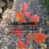 Feuillage du KOELREUTERIA paniculata ‘Orange Lantern’ avec des couleurs d’automne Feuillage du KOELREUTERIA paniculata 'Orange Lantern' avec des couleurs d'automne