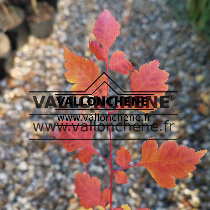 Feuillage du KOELREUTERIA paniculata ‘Orange Lantern’ avec des couleurs d’automne