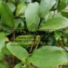 Feuillage de MICHELIA yunnanensis