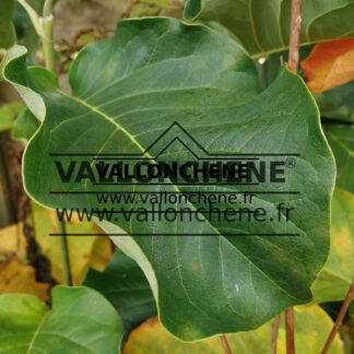 Feuillage du MAGNOLIA acuminata 'Blue Opal'