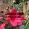 Fleur printanière de RHODODENDRON 'Elizabeth Red Foliage'