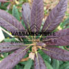 Feuillage du RHODODENDRON 'Elizabeth Red Foliage'