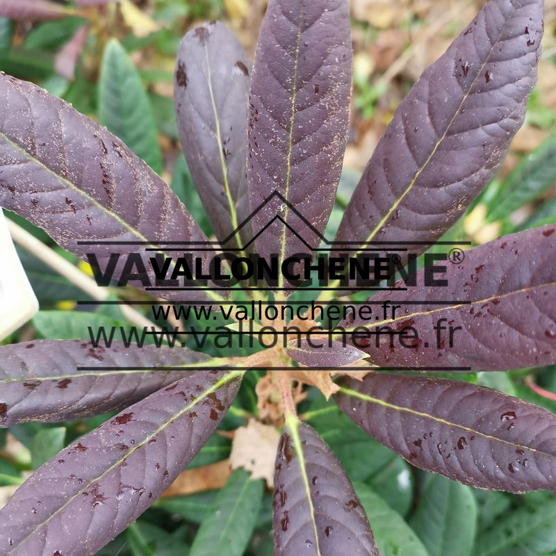 Feuillage du RHODODENDRON ‚Elizabeth Red Foliage‘