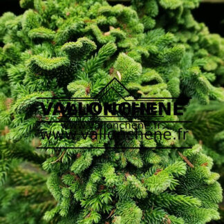 Feuillage de CRYPTOMERIA japonica 'Tomahawk'