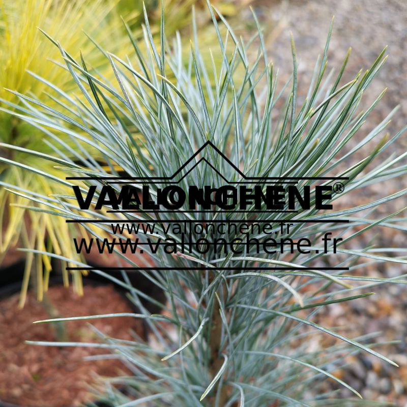 Feuillage de PINUS peuce 'Pacific Blue'