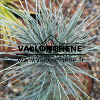 Aiguilles bleues de PINUS peuce 'Pacific Blue'