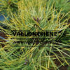 Follaje de PINUS sylvestris 'Anny's Winterlight' a finales de otoño