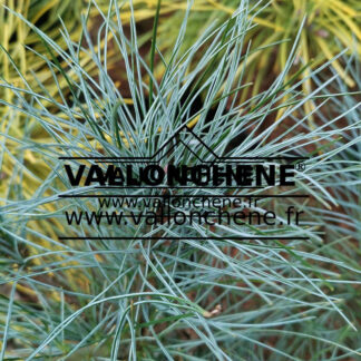 Aiguilles bleues de PINUS strobus 'Blue Clovers'