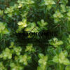 PITTOSPORUM tenuifolium ‘Gold Star’ (Pittospore de Nouvelle-Zélande) PITTOSPORUM tenuifolium ‘Gold Star’ (Pittospore de Nouvelle-Zélande)