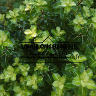 PITTOSPORUM tenuifolium 'Gold Star' (Pittospore de Nouvelle-Zélande)