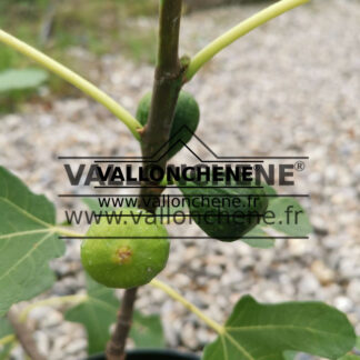 FICUS carica 'Brown Turkey'