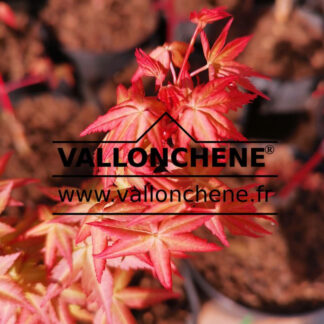 Feuillage printanier de l'ACER palmatum 'Peve Chameleon'