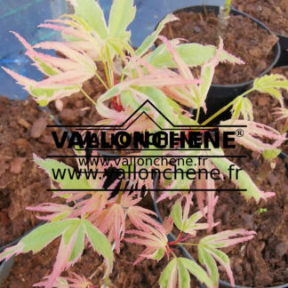 Feuillage printanier de l'ACER palmatum 'White Butterfly'