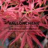 Feuillage printanier de l'ACER palmatum 'Pendula Angustilobum'
